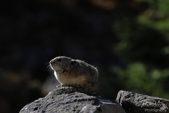 Pika_mountain_dwelling_mammals_Maroon_Bells_Aspen_Colorado_Animal_Photography_Western_USA_Nature_Photography_Canon_EOS_R5_Mark_II_2025_012.JPG