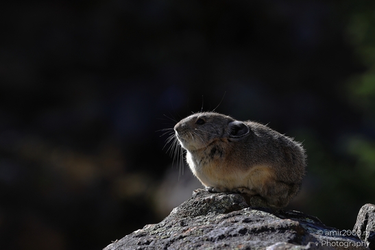 Pika_mountain_dwelling_mammals_Maroon_Bells_Aspen_Colorado_Animal_Photography_Western_USA_Nature_Photography_Canon_EOS_R5_Mark_II_2025_013.JPG
