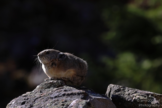 Pika_mountain_dwelling_mammals_Maroon_Bells_Aspen_Colorado_Animal_Photography_Western_USA_Nature_Photography_Canon_EOS_R5_Mark_II_2025_014.JPG