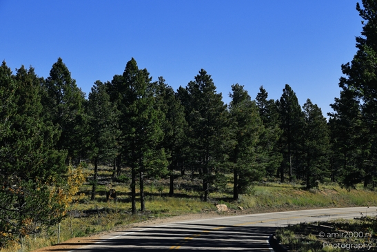 Pikes_Peak_Highway_Scenic_Views_Colorado_Springs_Colorado_USA_Western_USA_Nature_Photography_Canon_EOS_R5_Mark_II_2025_135.JPG