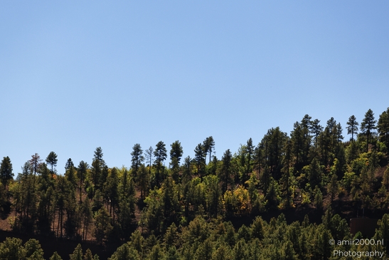 Pine Forest Scenery A serene landscape of pine trees under the sunny sky in Arizona USA image from year 2025 #1