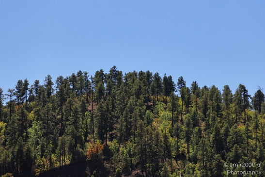 Pine Forest Scenery A serene landscape of trees and sky in Arizona USA image from year 2025 #2