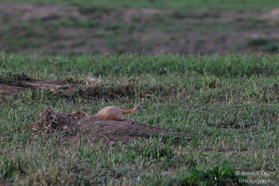 Prairie_Dogs_Ground_Squirrel_In_Field_Around_Denver_Colorado_Animal_Photography_Western_USA_Nature_Photography_Canon_EOS_R5_Mark_II_2025_001.JPG