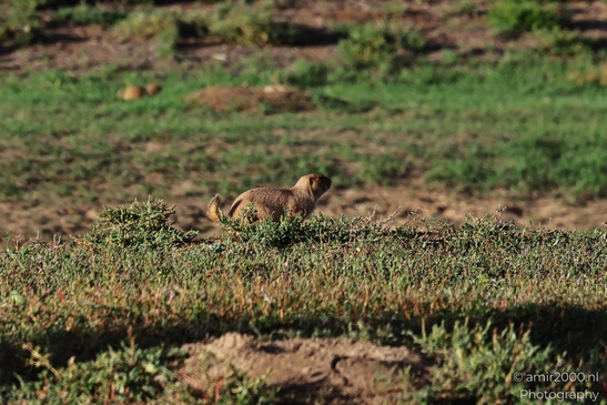 Prairie_Dogs_Ground_Squirrel_In_Field_Around_Denver_Colorado_Animal_Photography_Western_USA_Nature_Photography_Canon_EOS_R5_Mark_II_2025_002.JPG