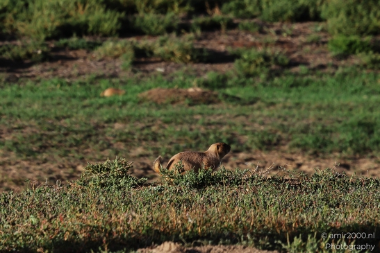 Prairie_Dogs_Ground_Squirrel_In_Field_Around_Denver_Colorado_Animal_Photography_Western_USA_Nature_Photography_Canon_EOS_R5_Mark_II_2025_003.JPG