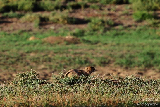 Prairie_Dogs_Ground_Squirrel_In_Field_Around_Denver_Colorado_Animal_Photography_Western_USA_Nature_Photography_Canon_EOS_R5_Mark_II_2025_004.JPG