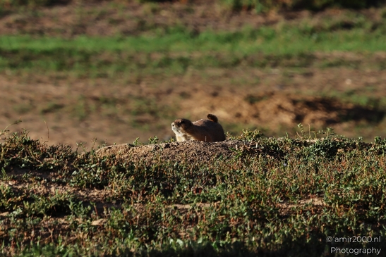 Prairie_Dogs_Ground_Squirrel_In_Field_Around_Denver_Colorado_Animal_Photography_Western_USA_Nature_Photography_Canon_EOS_R5_Mark_II_2025_005.JPG