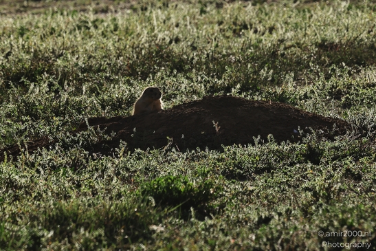 Prairie_Dogs_Ground_Squirrel_In_Field_Around_Denver_Colorado_Animal_Photography_Western_USA_Nature_Photography_Canon_EOS_R5_Mark_II_2025_006.JPG
