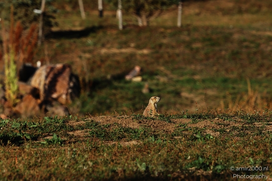 Prairie_Dogs_Ground_Squirrel_In_Field_Around_Denver_Colorado_Animal_Photography_Western_USA_Nature_Photography_Canon_EOS_R5_Mark_II_2025_007.JPG