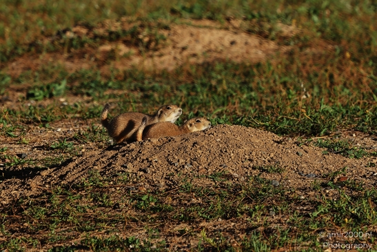 Prairie_Dogs_Ground_Squirrel_In_Field_Around_Denver_Colorado_Animal_Photography_Western_USA_Nature_Photography_Canon_EOS_R5_Mark_II_2025_009.JPG
