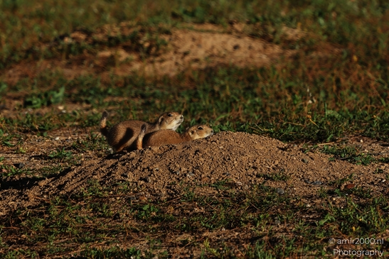 Prairie_Dogs_Ground_Squirrel_In_Field_Around_Denver_Colorado_Animal_Photography_Western_USA_Nature_Photography_Canon_EOS_R5_Mark_II_2025_010.JPG