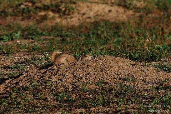 Prairie_Dogs_Ground_Squirrel_In_Field_Around_Denver_Colorado_Animal_Photography_Western_USA_Nature_Photography_Canon_EOS_R5_Mark_II_2025_012.JPG