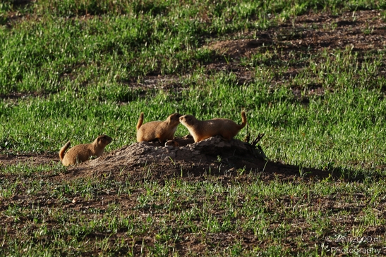 Prairie_Dogs_Ground_Squirrel_In_Field_Around_Denver_Colorado_Animal_Photography_Western_USA_Nature_Photography_Canon_EOS_R5_Mark_II_2025_013.JPG