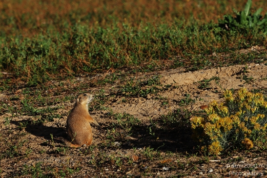 Prairie_Dogs_Ground_Squirrel_In_Field_Around_Denver_Colorado_Animal_Photography_Western_USA_Nature_Photography_Canon_EOS_R5_Mark_II_2025_014.JPG