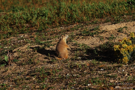 Prairie_Dogs_Ground_Squirrel_In_Field_Around_Denver_Colorado_Animal_Photography_Western_USA_Nature_Photography_Canon_EOS_R5_Mark_II_2025_015.JPG