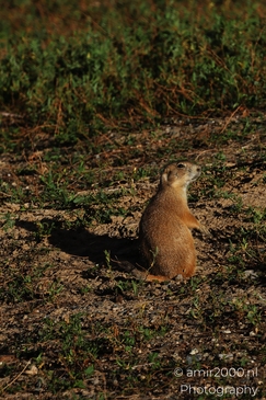 Prairie_Dogs_Ground_Squirrel_In_Field_Around_Denver_Colorado_Animal_Photography_Western_USA_Nature_Photography_Canon_EOS_R5_Mark_II_2025_017.JPG