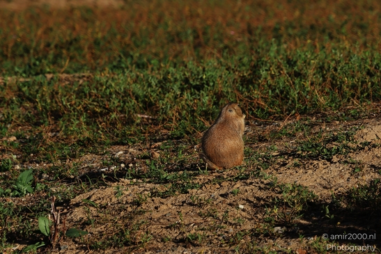 Prairie_Dogs_Ground_Squirrel_In_Field_Around_Denver_Colorado_Animal_Photography_Western_USA_Nature_Photography_Canon_EOS_R5_Mark_II_2025_018.JPG