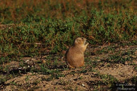 Prairie_Dogs_Ground_Squirrel_In_Field_Around_Denver_Colorado_Animal_Photography_Western_USA_Nature_Photography_Canon_EOS_R5_Mark_II_2025_019.JPG