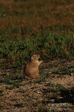 Prairie_Dogs_Ground_Squirrel_In_Field_Around_Denver_Colorado_Animal_Photography_Western_USA_Nature_Photography_Canon_EOS_R5_Mark_II_2025_020.JPG