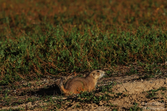 Prairie_Dogs_Ground_Squirrel_In_Field_Around_Denver_Colorado_Animal_Photography_Western_USA_Nature_Photography_Canon_EOS_R5_Mark_II_2025_021.JPG