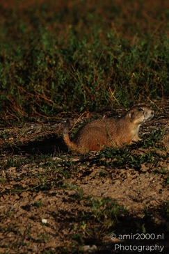 Prairie_Dogs_Ground_Squirrel_In_Field_Around_Denver_Colorado_Animal_Photography_Western_USA_Nature_Photography_Canon_EOS_R5_Mark_II_2025_023.JPG