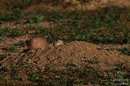 Prairie_Dogs_Ground_Squirrel_In_Field_Around_Denver_Colorado_Animal_Photography_Western_USA_Nature_Photography_Canon_EOS_R5_Mark_II_2025_024.JPG