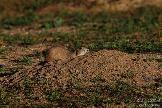 Prairie_Dogs_Ground_Squirrel_In_Field_Around_Denver_Colorado_Animal_Photography_Western_USA_Nature_Photography_Canon_EOS_R5_Mark_II_2025_025.JPG
