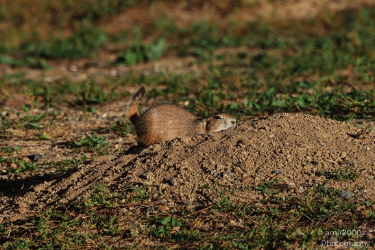 Prairie_Dogs_Ground_Squirrel_In_Field_Around_Denver_Colorado_Animal_Photography_Western_USA_Nature_Photography_Canon_EOS_R5_Mark_II_2025_026.JPG