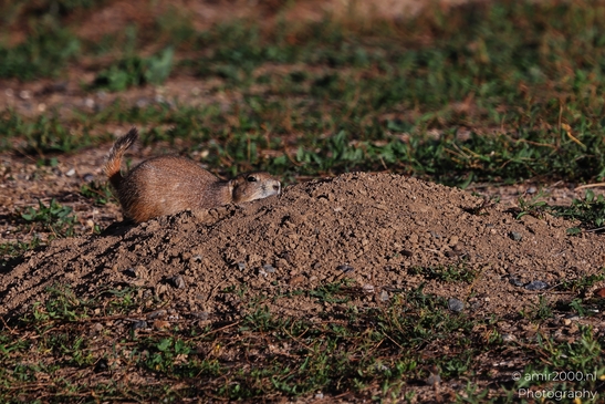 Prairie_Dogs_Ground_Squirrel_In_Field_Around_Denver_Colorado_Animal_Photography_Western_USA_Nature_Photography_Canon_EOS_R5_Mark_II_2025_027.JPG