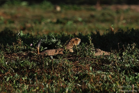 Prairie_Dogs_Ground_Squirrel_In_Field_Around_Denver_Colorado_Animal_Photography_Western_USA_Nature_Photography_Canon_EOS_R5_Mark_II_2025_028.JPG