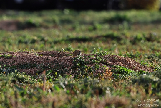 Prairie_Dogs_Ground_Squirrel_In_Field_Around_Denver_Colorado_Animal_Photography_Western_USA_Nature_Photography_Canon_EOS_R5_Mark_II_2025_029.JPG