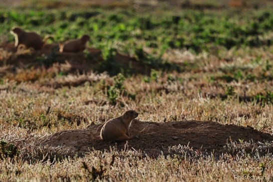 Prairie_Dogs_Ground_Squirrel_In_Field_Around_Denver_Colorado_Animal_Photography_Western_USA_Nature_Photography_Canon_EOS_R5_Mark_II_2025_030.JPG