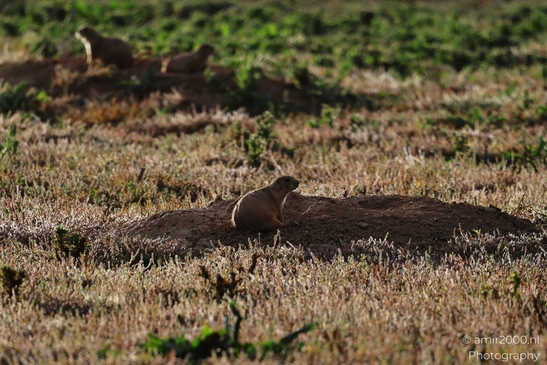 Prairie_Dogs_Ground_Squirrel_In_Field_Around_Denver_Colorado_Animal_Photography_Western_USA_Nature_Photography_Canon_EOS_R5_Mark_II_2025_031.JPG