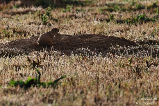 Prairie_Dogs_Ground_Squirrel_In_Field_Around_Denver_Colorado_Animal_Photography_Western_USA_Nature_Photography_Canon_EOS_R5_Mark_II_2025_032.JPG