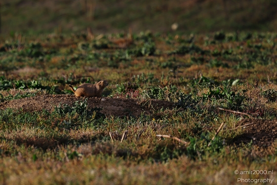 Prairie_Dogs_Ground_Squirrel_In_Field_Around_Denver_Colorado_Animal_Photography_Western_USA_Nature_Photography_Canon_EOS_R5_Mark_II_2025_033.JPG