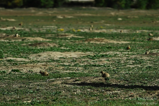 Prairie_Dogs_Ground_Squirrel_In_Field_Around_Denver_Colorado_Animal_Photography_Western_USA_Nature_Photography_Canon_EOS_R5_Mark_II_2025_034.JPG