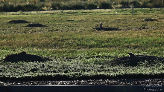 Prairie dogs herbivorous burrowing around Denver Colorado Burrowing rodents on the plains with green image from year 2025 #1