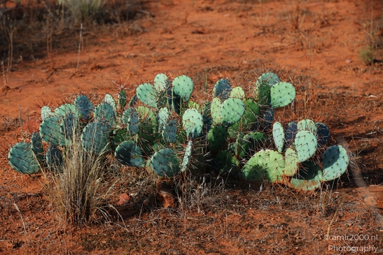 Prickly_Pear_Cactus_Sedona_Arizona_USA_Western_USA_Nature_Photography_Canon_EOS_R5_Mark_II_2025_001.JPG