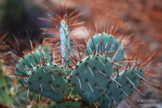 Prickly_Pear_Cactus_Sedona_Arizona_USA_Western_USA_Nature_Photography_Canon_EOS_R5_Mark_II_2025_002.JPG