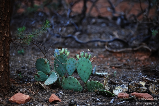 Prickly_Pear_Cactus_Sedona_Arizona_USA_Western_USA_Nature_Photography_Canon_EOS_R5_Mark_II_2025_003.JPG