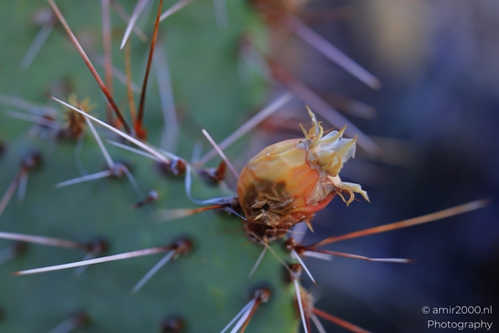 Prickly_Pear_Cactus_Sedona_Arizona_USA_Western_USA_Nature_Photography_Canon_EOS_R5_Mark_II_2025_004.JPG