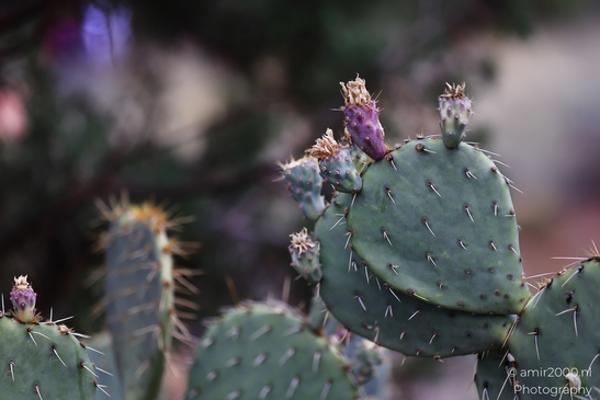 Prickly_Pear_Cactus_Sedona_Arizona_USA_Western_USA_Nature_Photography_Canon_EOS_R5_Mark_II_2025_005.JPG
