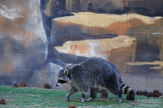 Raccoon_In_Bearizona_Wildlife_Park_Arizona_Animal_Photography_Western_Usa_Nature_Photography_Canon_EOS_R5_Mark_II_2025_001.JPG