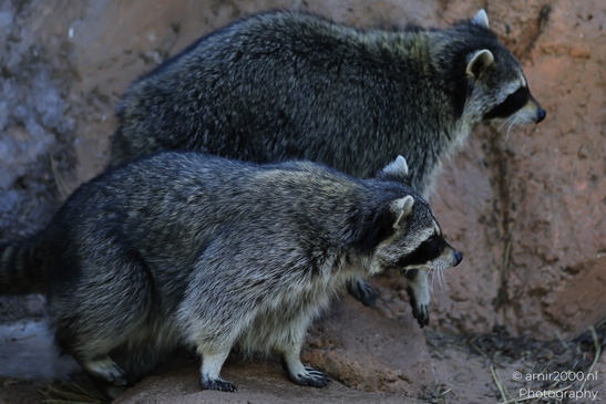 Raccoon_In_Bearizona_Wildlife_Park_Arizona_Animal_Photography_Western_Usa_Nature_Photography_Canon_EOS_R5_Mark_II_2025_002.JPG