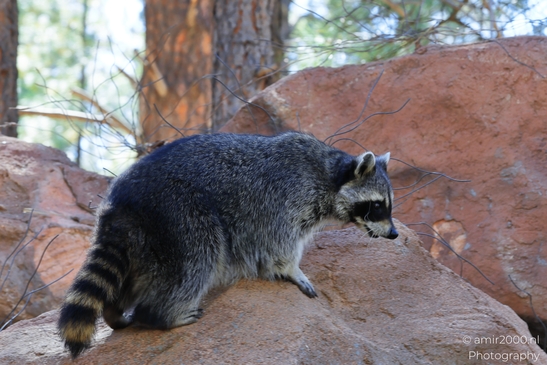 Raccoon_On_Rocks_Bearizona_Wildlife_Park_Arizona_Animal_Photography_Western_Usa_Nature_Photography_Canon_EOS_R5_Mark_II_2025_001.JPG