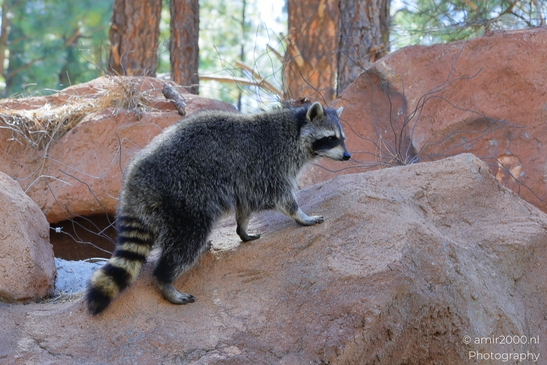 Raccoon_On_Rocks_Bearizona_Wildlife_Park_Arizona_Animal_Photography_Western_Usa_Nature_Photography_Canon_EOS_R5_Mark_II_2025_002.JPG