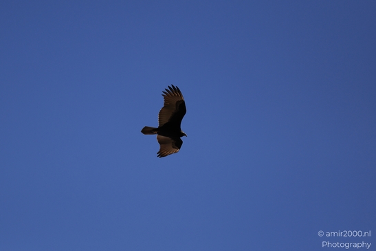Raptor_gliding_overhead_against_deep_blue_sky_silhouette_Birds_Photography_Western_Usa_Nature_Photography_Canon_EOS_R5_Mark_II_2025_001.JPG