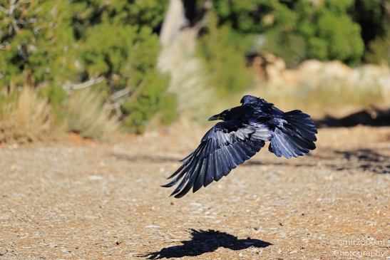 Raven_flying_low_over_gravel,_wings_spread_and_shadow_Birds_Photography_Western_Usa_Nature_Photography_Canon_EOS_R5_Mark_II_2025_001.JPG