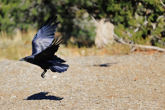 Raven_flying_low_over_gravel,_wings_spread_and_shadow_Birds_Photography_Western_Usa_Nature_Photography_Canon_EOS_R5_Mark_II_2025_002.JPG