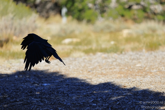 Raven_flying_low_over_gravel,_wings_spread_and_shadow_Birds_Photography_Western_Usa_Nature_Photography_Canon_EOS_R5_Mark_II_2025_003.JPG